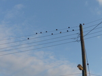 20140815 Birds on a wire